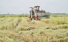 Nông dân gặp khó vì giá lúa thấp, giá phân bón tăng cao