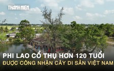 Chiêm ngưỡng phi lao cổ thụ hơn 120 tuổi được công nhận cây di sản Việt Nam