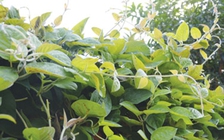 Lá mơ lông có lợi ích gì cho sức khỏe?