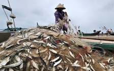 Mùa lộc biển: Săn 'bạc xanh' trên sóng biển