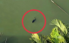 TP.HCM: Phát hiện loài vật trong Sách đỏ ngoài tự nhiên, người dân lầm tưởng… cá sấu