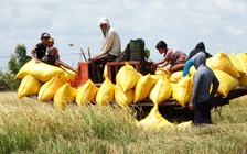 Khách mua gạo lớn nhất của Việt Nam khởi xướng điều tra tự vệ
