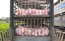 Chặn xe tải chở 100 con heo nhiễm dịch tả châu Phi tại trạm cân