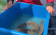 Nuôi 'sâm nước' miền Tây, mỗi năm lợi nhuận gần nửa tỉ đồng