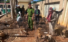 Đắk Lắk: Khởi tố 2 đối tượng trộm chó, tập kết 70 con trong lồng sắt