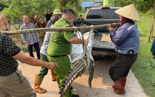 Vây bắt cá sấu 'khủng' gần khu dân cư