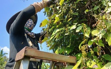 Giá tiêu tăng cao, ‘vàng đen’ Gia Lai hồi sinh