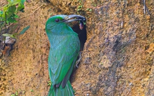 Cận cảnh chim mớm mồi cho con trong hang trên vách đất