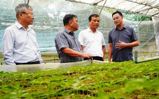 THACO bắt tay Đà Nẵng phát triển vùng sâm Ngọc Linh 8.000 ha
