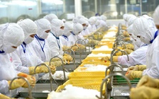 Xuất khẩu tôm vào Mỹ lại gặp khó