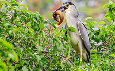 Vì sao nhiều loài chim hoang dã quy tụ về khu vực hồ Gươm?