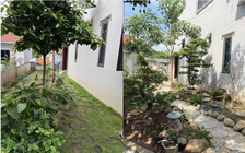 Dùng AI để 'lột xác' khu vườn của cha