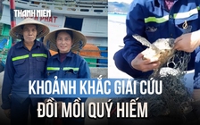 Khoảnh khắc giải cứu đồi mồi quý hiếm ở Côn Đảo