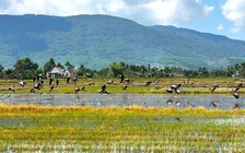 Cảnh tượng hiếm gặp: Cò nhạn sách Đỏ kéo đàn về cánh đồng Đắk Lắk