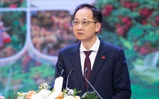 Vải thiều là 'mỹ vị nhân gian', vải Quảng Đông chưa cạnh tranh được