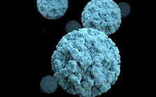 Virus gây nôn mửa đang lây lan hầu hết nước Mỹ