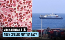 Virus hanta có nguy cơ lây từ người qua người không?