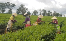 Từ Bàu Cạn ra thế giới: Hành trình hương chè trăm năm