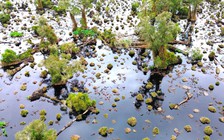 Gần 860 ha rừng tại U Minh Hạ suy thoái, suy kiệt chưa rõ nguyên nhân
