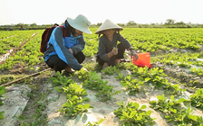 Quảng Trị tìm giải pháp thích ứng khí hậu từ những người chịu tác động trực tiếp