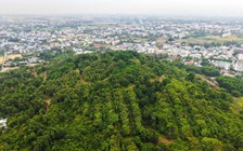 Rừng thiêng giữa phố: Rừng Thiên Bút và trầm tích ngàn năm