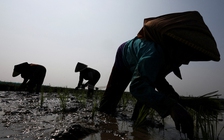 Thế giới ứng phó siêu El Nino