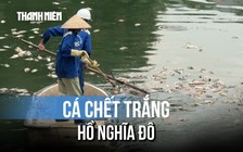 Hà Nội: Cá chết hàng loạt tại hồ điều hòa công viên Nghĩa Đô