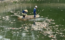 Hà Nội: Cá chết hàng loạt, nổi trắng hồ điều hòa công viên Nghĩa Đô