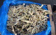 Bắt giám đốc công ty xuất nhập khẩu bán hơn 10.000 tấn chân gà 'bẩn'