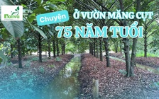 Cùng sống xanh số 153: Vườn măng cụt 75 tuổi và chuyện gầy dựng lại 'gia tài của tía'