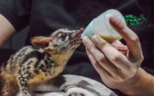 Bên trong khu cầy vằn sơ sinh quý hiếm: Vì sao cầy mẹ phải tách khỏi con?