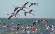 Nữ nhiếp ảnh gia Việt ghi lại cảnh hàng ngàn chim hồng hạc nhuộm hồng biển châu Phi