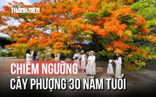 Cây phượng hơn 30 năm tuổi gây 'sốt', người dân đổ xô check-in