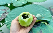 Vào đảo Bồng Lai thưởng trà, ăn món ngon từ sen Huế
