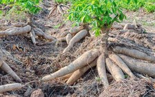 1.001 chuyện cây sắn và ethanol: Ký ức… sắn!