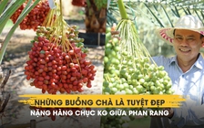 Chiêm ngưỡng những buồng chà là tuyệt đẹp nặng hàng chục kg giữa Phan Rang