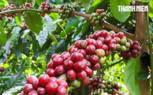 Giá cà phê lại cắm đầu giảm sâu, kết thúc một tuần biến động mạnh