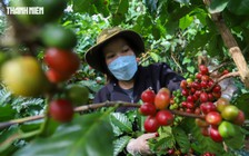 Giá cà phê Việt Nam cao hơn thế giới 50 USD/tấn, vì sao?