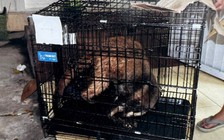 Cầy vòi mốc cụt chân, cầy vòi hương mù mắt sau giải cứu: Sức khỏe giờ ra sao?