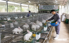 Người chăn nuôi thỏ kiến nghị được đối xử như chăn nuôi gà