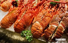 Tôm hùm sẽ trở thành ngành hàng tỉ USD mới của Việt Nam?