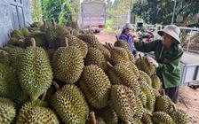 Người Hàn Quốc ngày càng mê sầu riêng Việt Nam, vì sao?
