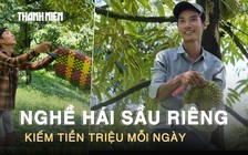Leo cây ‘hái tiền’: Nghề thu hoạch sầu riêng kiếm tiền triệu mỗi ngày ở Lâm Đồng