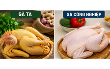 Gà ta có bổ hơn gà công nghiệp? Chuyên gia dinh dưỡng giải đáp
