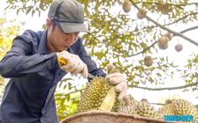 Sầu riêng Việt Nam mở thêm thị trường tỉ dân mới