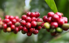 Cú sốc giá cà phê