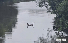 Phát hiện thi thể bé trai không mặc quần áo trôi trên sông Dinh