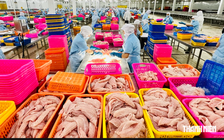 Một doanh nghiệp cá tra Việt Nam bị Mỹ tăng thuế 440%