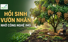 Cùng sống xanh 161: Khi cây nhãn hồi sinh, khỏe mạnh nhờ IMO