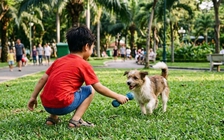 Thanh Hóa: Đàn chó nghi mắc dại cắn nhiều người